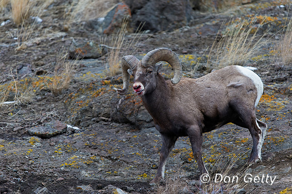 Bighorn Sheep