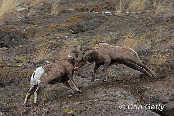 Bighorn Sheep
