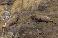 Bighorn Sheep