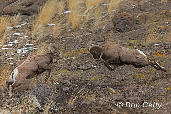Bighorn Sheep