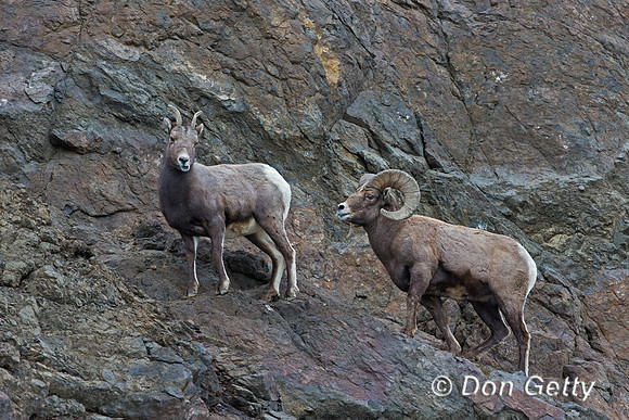Bighorn Sheep