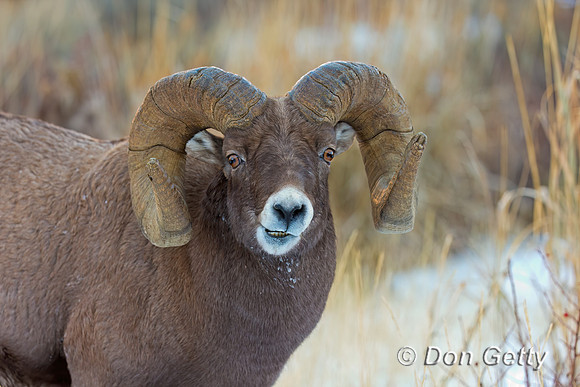 Bighorn Sheep