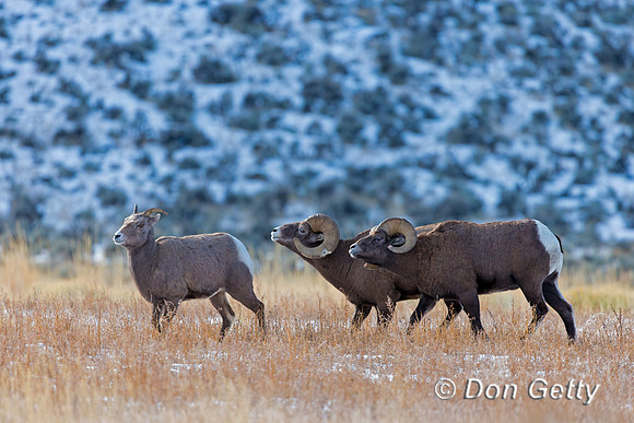 Bighorn Sheep