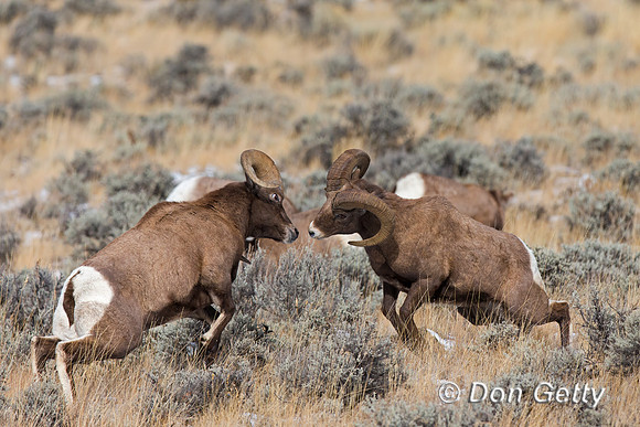 Bighorn Sheep