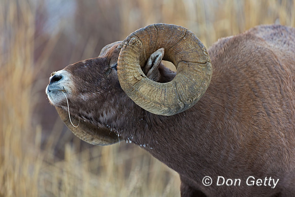 Bighorn Sheep