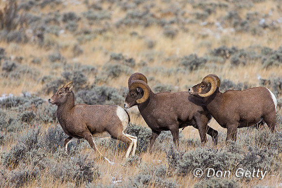 Bighorn Sheep