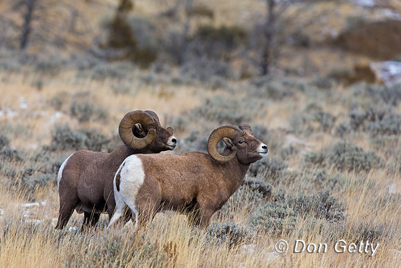Bighorn Sheep