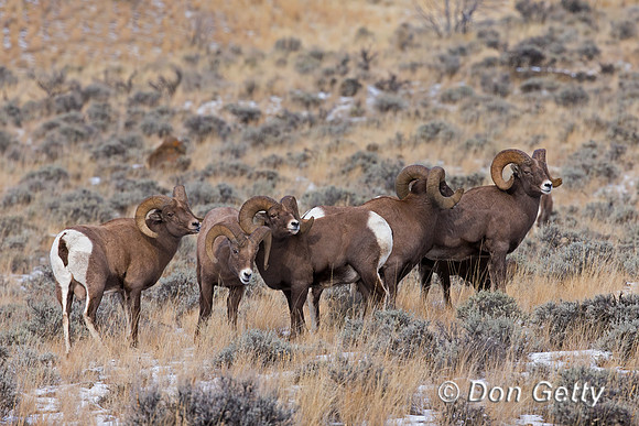 Bighorn Sheep