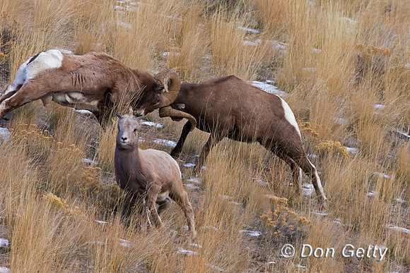 Bighorn Sheep