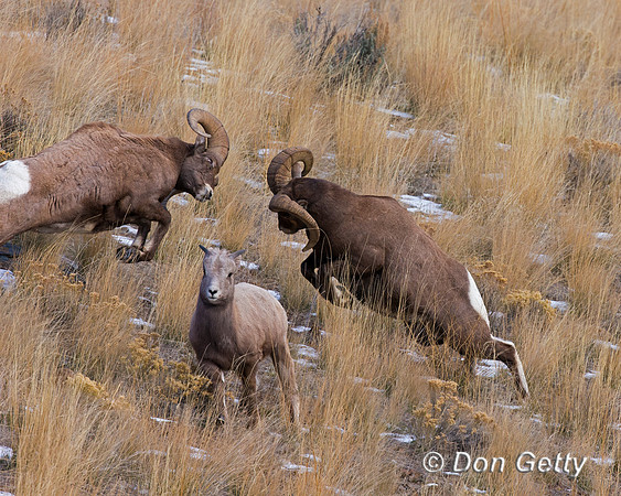 Bighorn Sheep