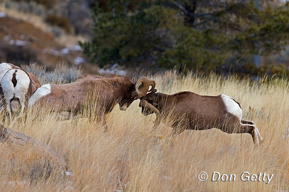 Bighorn Sheep