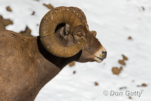 Bighorn Sheep