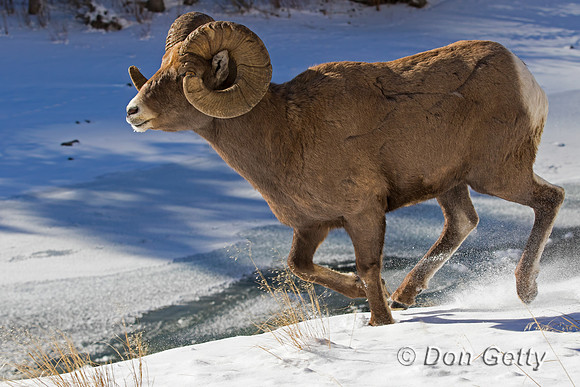 Bighorn Sheep