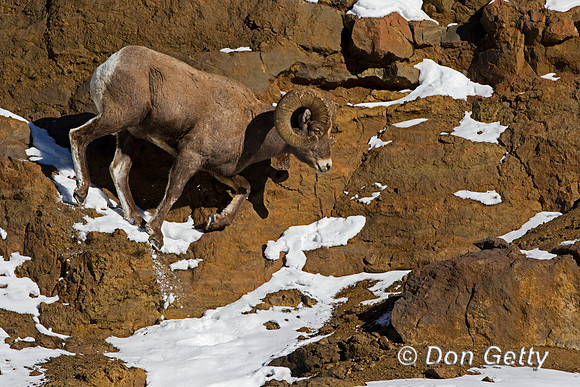 Bighorn Sheep