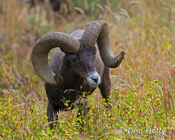 Bighorn Sheep