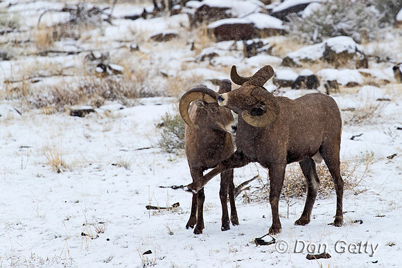 Bighorn Sheep