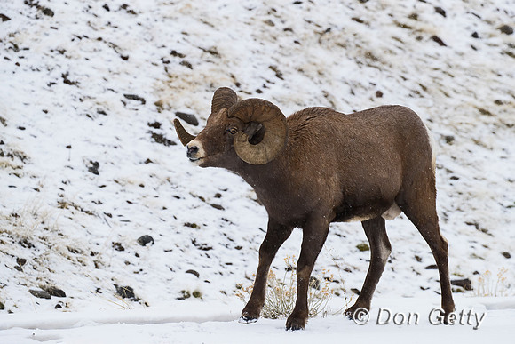 Bighorn Sheep