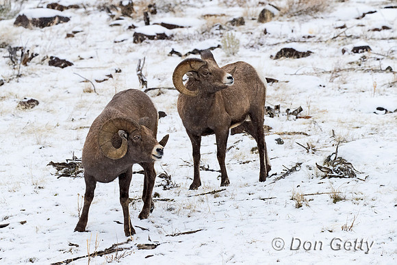 Bighorn Sheep
