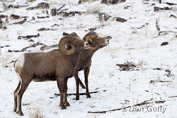 Bighorn Sheep