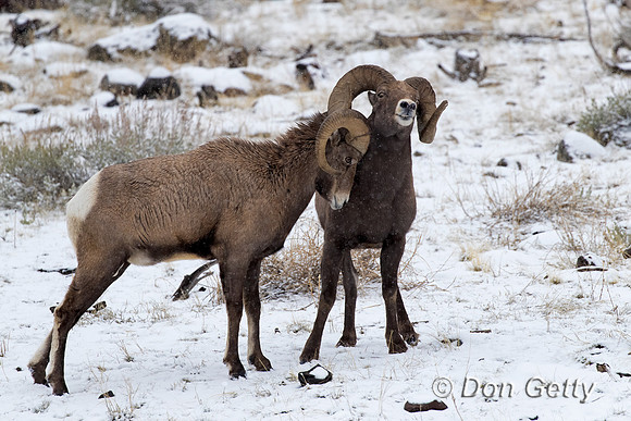 Bighorn Sheep