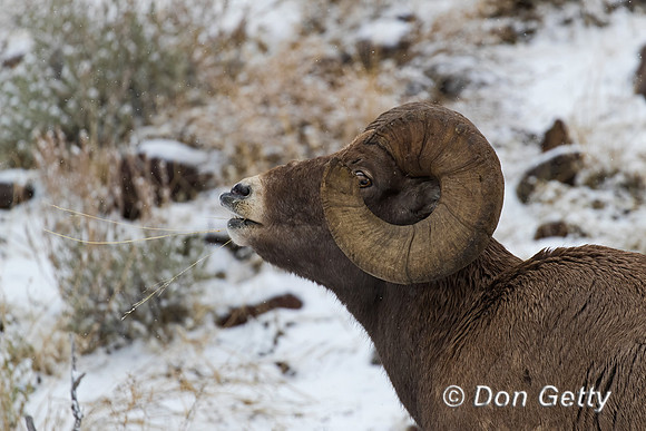 Bighorn Sheep