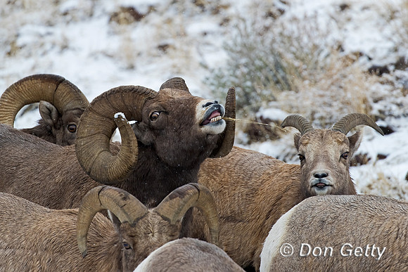 Bighorn Sheep