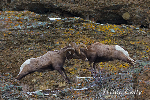 Bighorn Sheep
