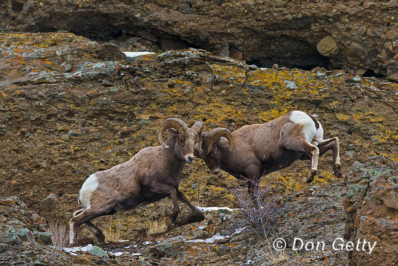 Bighorn Sheep