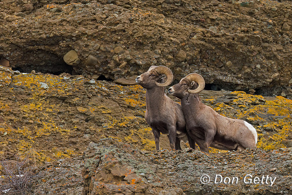 Bighorn Sheep