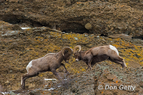 Bighorn Sheep