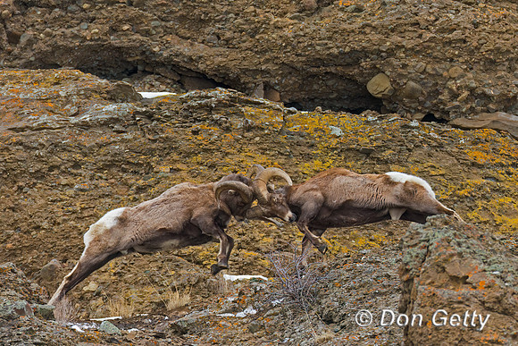 Bighorn Sheep