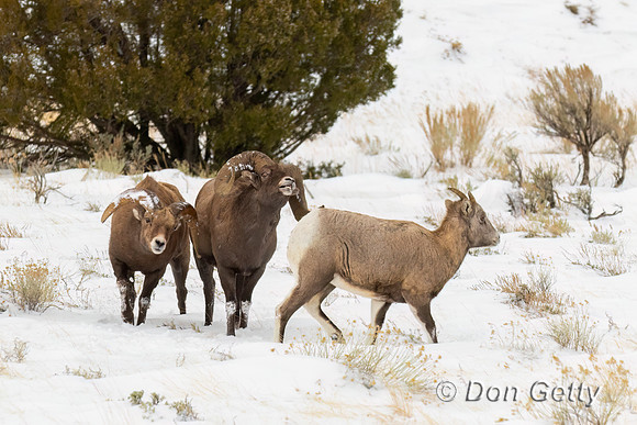 Bighorn Sheep