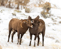 Bighorn Sheep