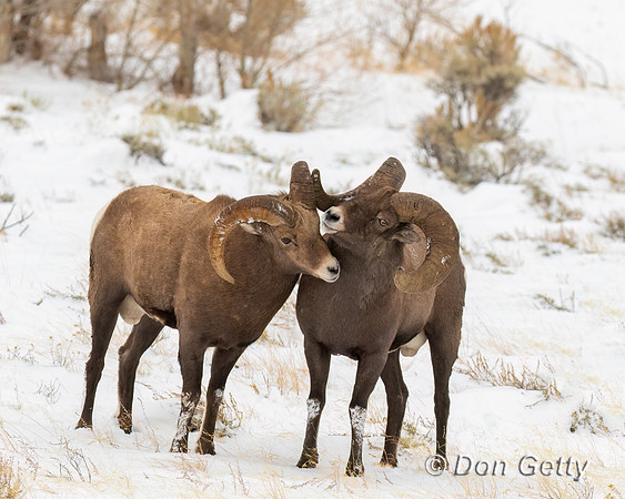 Bighorn Sheep