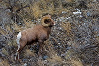 Bighorn Sheep
