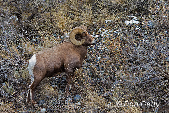 Bighorn Sheep