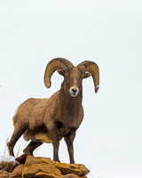 Bighorn Sheep