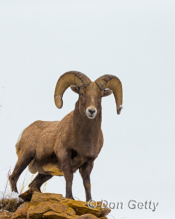 Bighorn Sheep