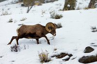 Bighorn Sheep