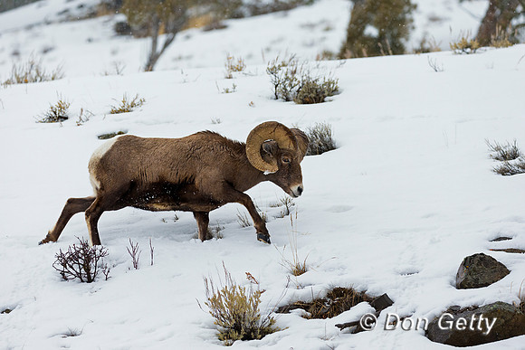 Bighorn Sheep
