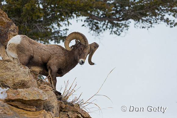 Bighorn Sheep