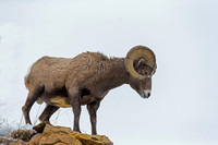 Bighorn Sheep