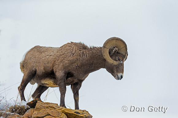 Bighorn Sheep