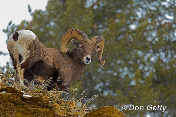 Bighorn Sheep
