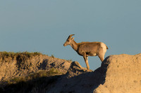 Bighorn Sheep