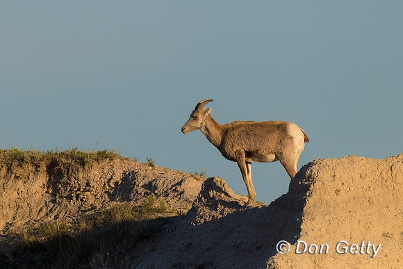 Bighorn Sheep