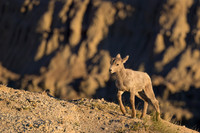 Bighorn Sheep