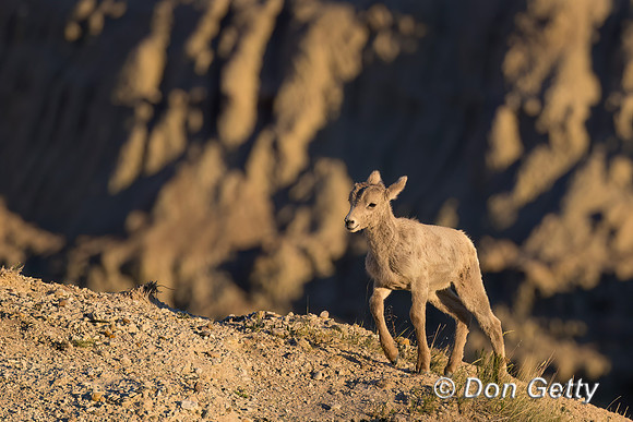 Bighorn Sheep