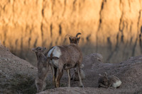 Bighorn Sheep