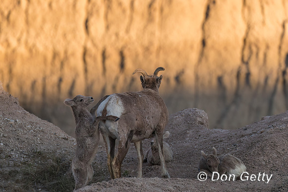 Bighorn Sheep